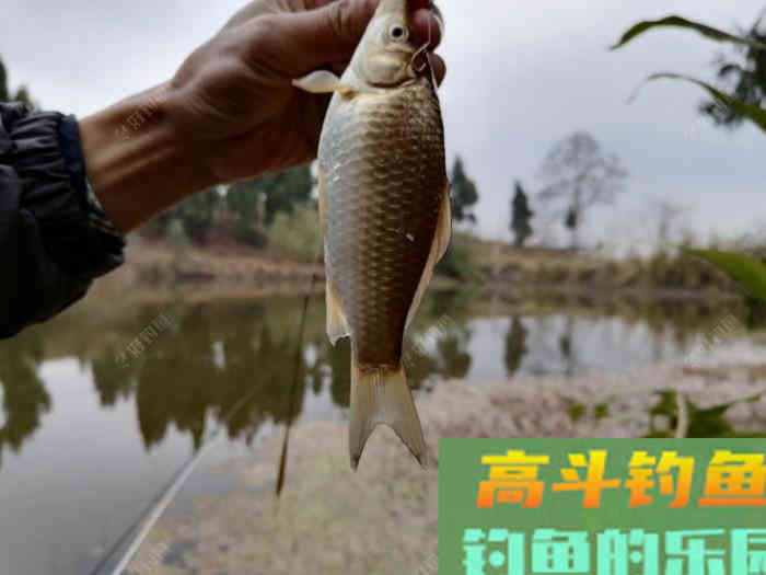 蓝鲫如何单开拉饵、搓饵？拉饵又如何增加雾化