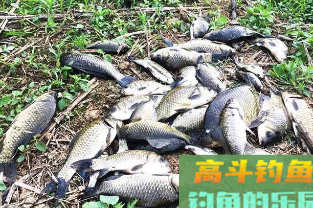 这4种钓鱼饵料，并非一无是处