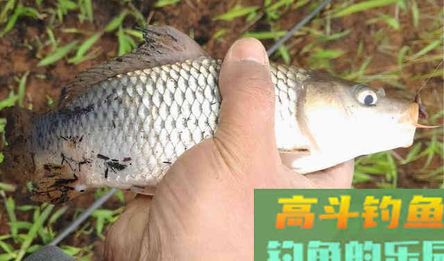 窝里有鱼，用什么鱼线都能钓到？鱼线粗细很重要