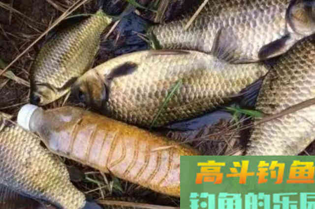 大板鲫钓了三十多年，唯独这饵最管用