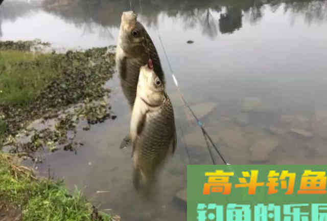 红虫和商品饵哪个效果更好