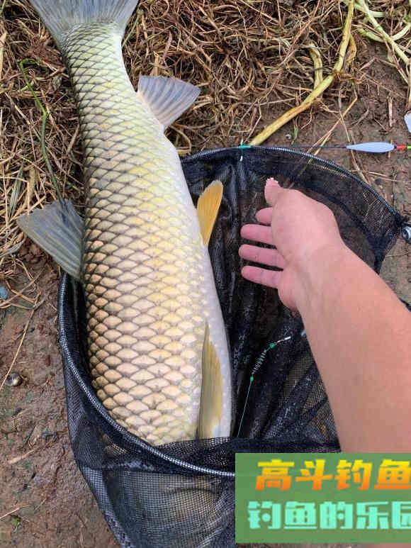 野钓到底什么饵料好？小鱼商品大鱼发酵