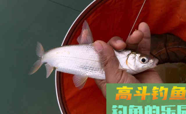 跟着高手去钓鱼，一样的鱼竿，一样的鱼饵，我怎么就空军