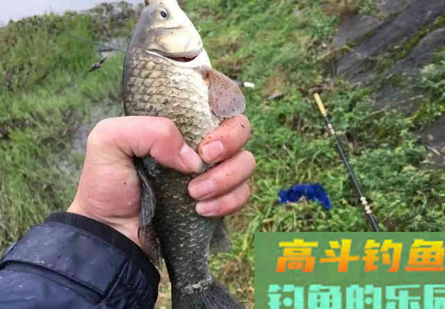 0.4的子线能钓多大的鱼？别把运气当实力，遇到鲤鱼切线没商量