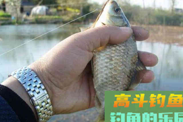 不花一分钱就把鲫鱼骗上钩，这饵果然够狠