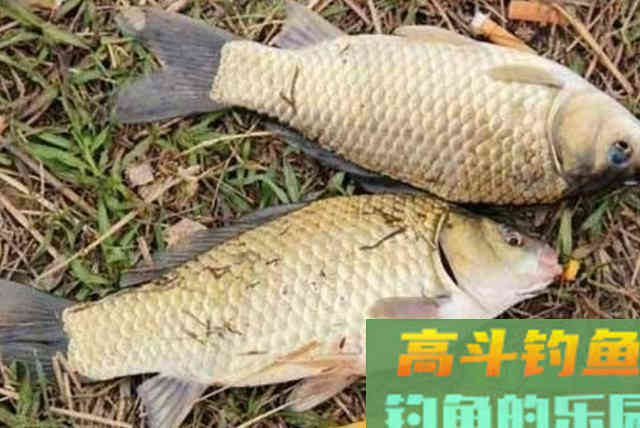 天太冷鲫鱼就不咬钩了，用这2套饵后，上大板鲫