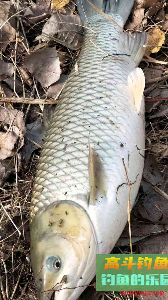 升温鱼儿上浮不好钓？三技巧让它进鱼护