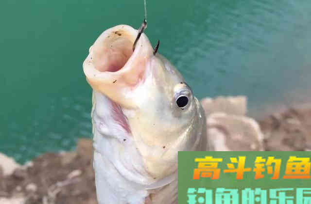 为什么野钓从不建议加小药？并非效果不好
