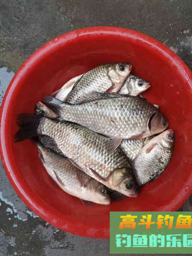 冬天钓大板鲫全攻略，再冷都有鱼，饵料可以自制