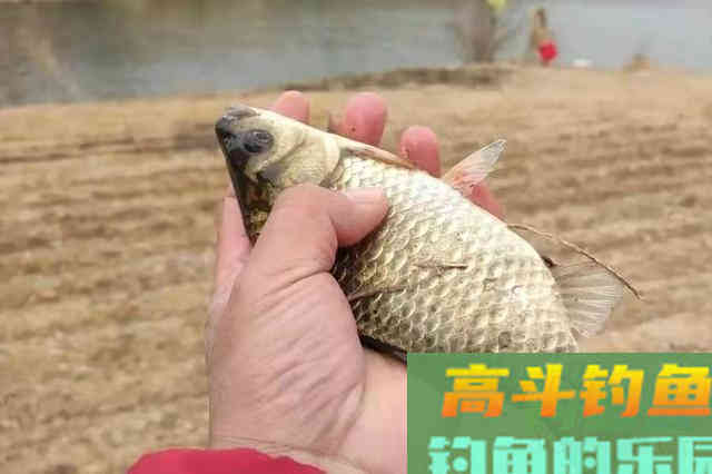 知道这4个用饵口诀的人，不是高手就是内行