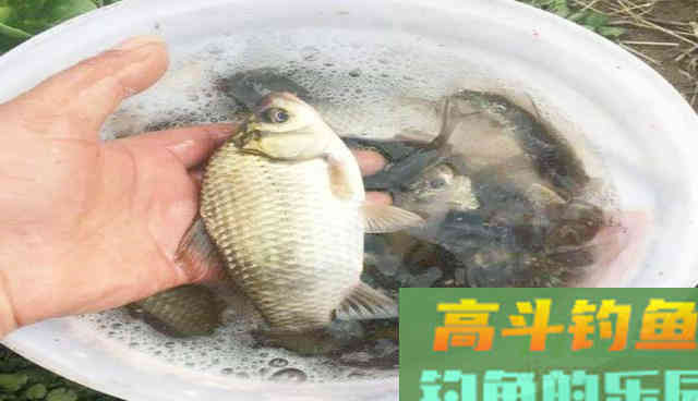 自从学会了自制钓鱼饵料，越做越上瘾