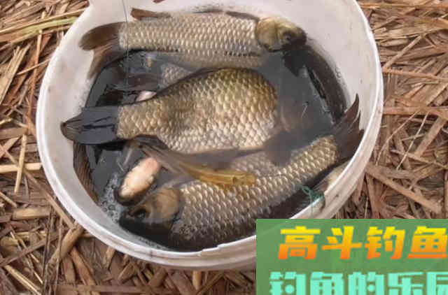 不是跟你吹，这两种饵比商品饵强多了