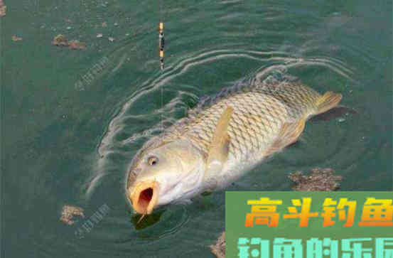 总是丢鱼？需要注意以下几点