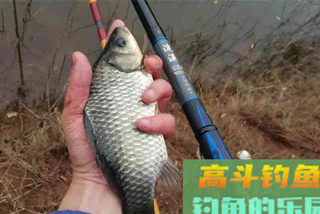 用哪一种饵料打窝，进窝大鲫鱼会更多