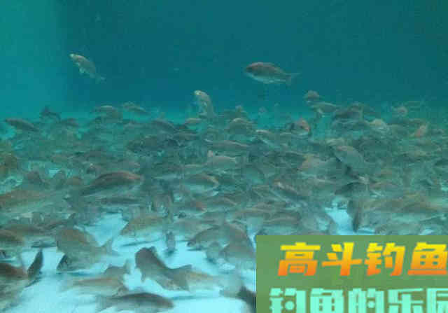 选对鱼道才是狂口的关键，否则别人疯上你没口