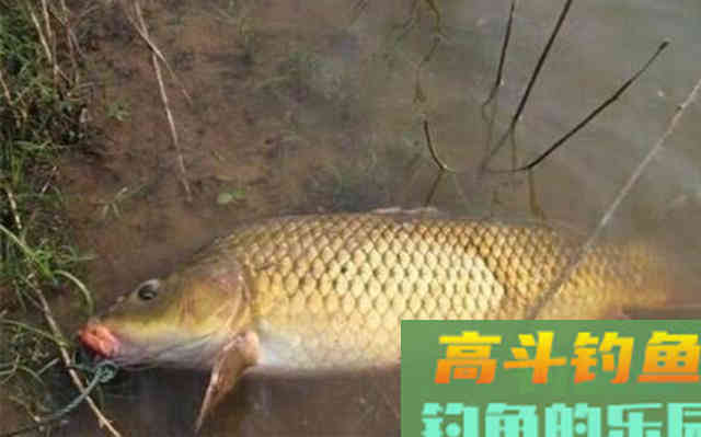 这鲤鱼饵我收藏了二十年，说了别不信，试用一次就过了瘾