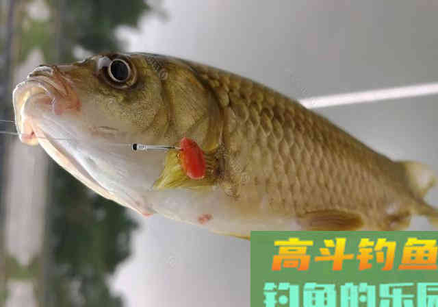 懒人也能学会的窝料制作教程，爱钓鱼的你请别错过