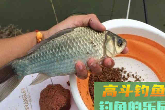 春钓，唯独这3个诱鱼绝技才最狠