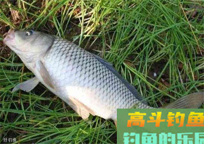 秋季使用野战蓝鲫怎样搭配效果才好？附4个经典配方