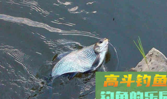 跟着高手去钓鱼，一样的鱼竿，一样的鱼饵，我怎么就空军