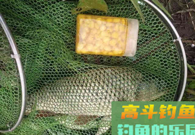 鲜玉米做钓饵这样加工一下，鱼爱吃又方便携带