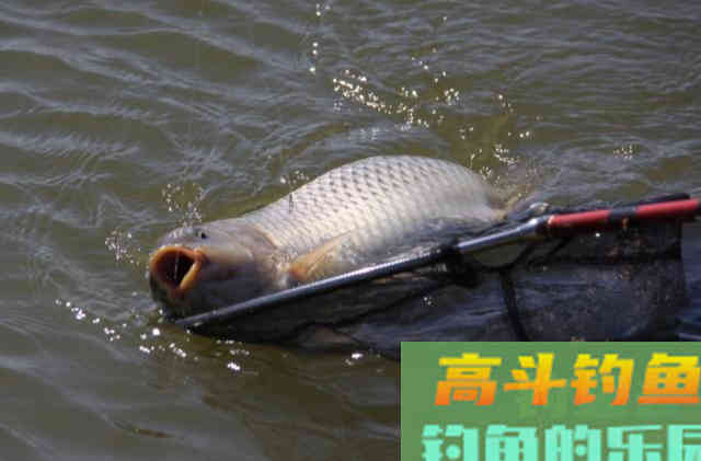 浮漂有动作后，要在什么时间提竿呢