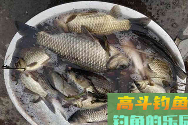 天气冷，连板鲫都不咬钩了？那是你没试过这用饵秘诀
