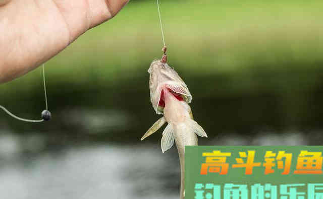 夏季天气炎热鱼不好钓，新手学会这三招