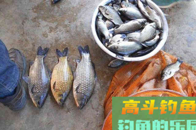 商品小药都甘拜下风！试用才知这特效鲫鱼饵不简单