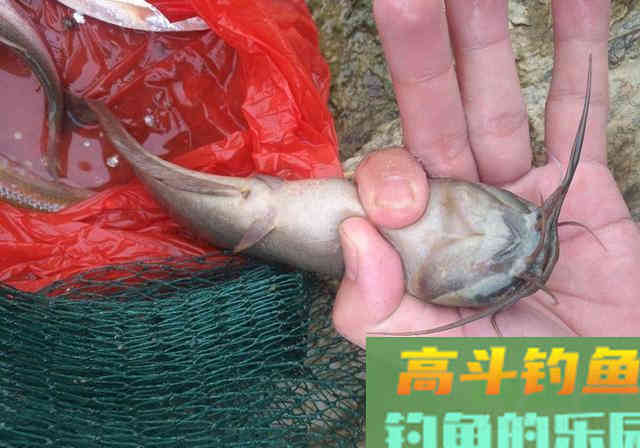 别人钓到鱼，你却钓不到，原因都在这里了