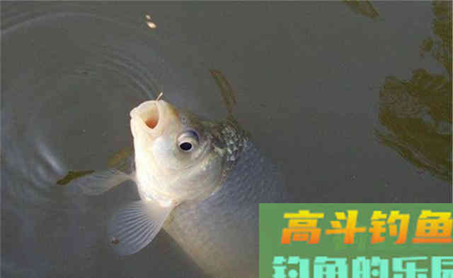 轻口鱼、滑口鱼、生口鱼，鱼口表现不同，调漂完全不是一个路数