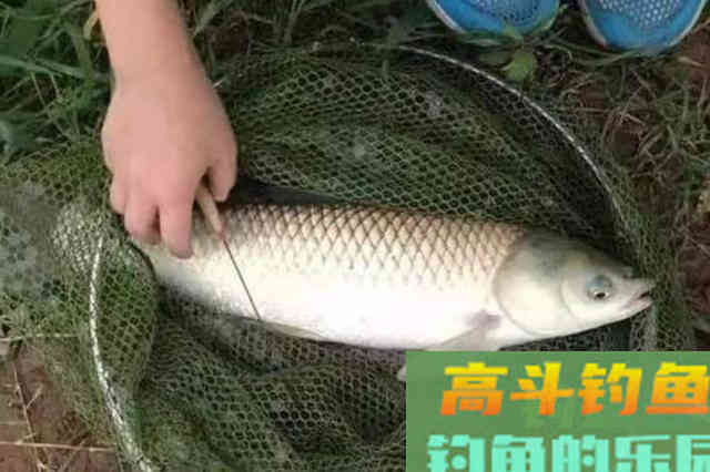 热天再不试用这草鱼饵，劝你还是尽早收竿
