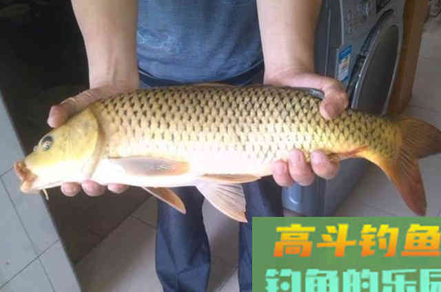 我就喜欢用这鲤鱼特效饵，千真万确，商品小药都没法比