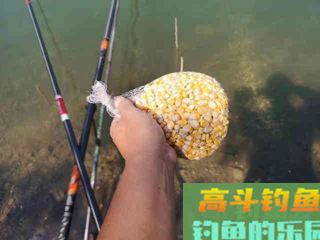 野钓新手的烦恼：鱼吃饱了窝料不吃饵料