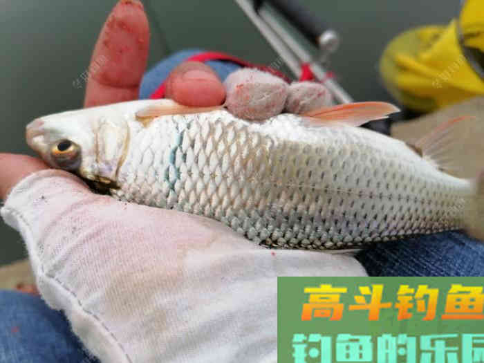 野钓走水该如何打窝，走水河打窝技巧分享