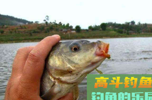 天热后，我就只想用这百试不爽的鲤鱼饵