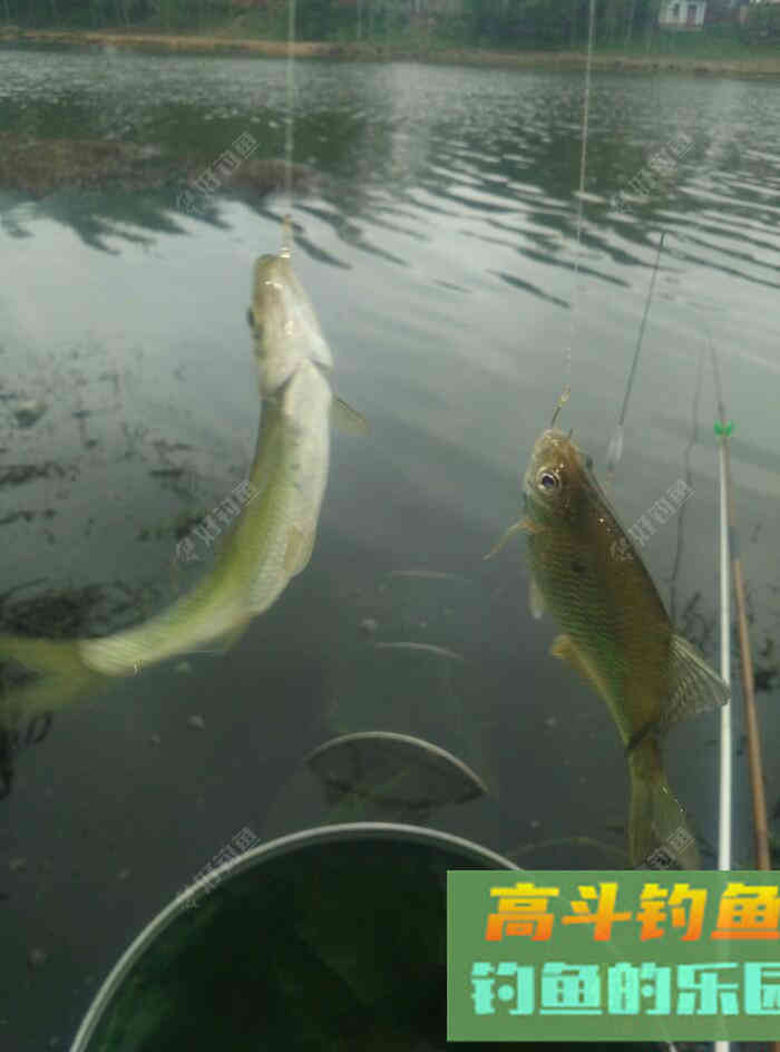 [春季放流]江湖猎人饵料，果然名不虚传