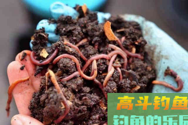 这饵从小用到大，我都在用对大板鲫，效果一级棒