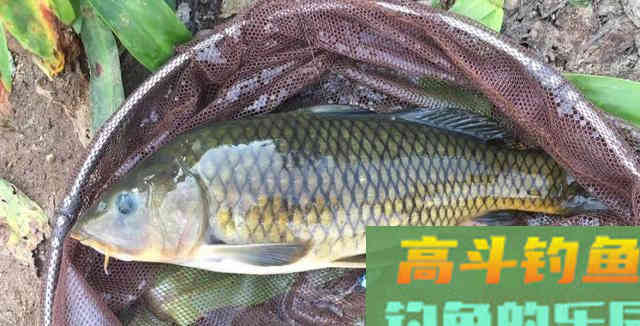 跟着大师学钓鱼，越学越钓不到鱼？我来告诉你几个真相