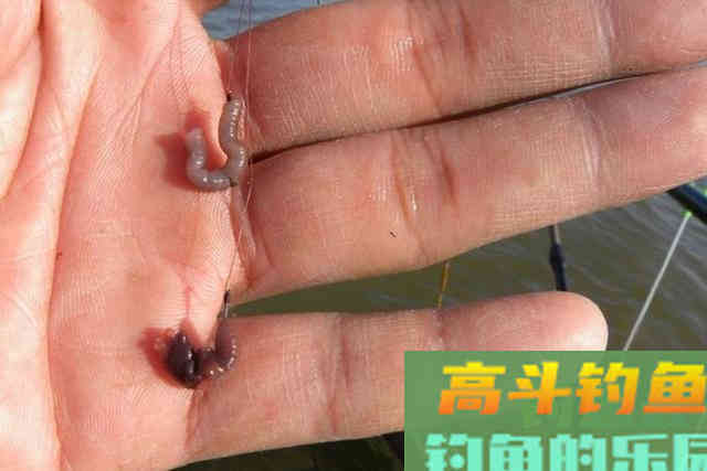鲫鱼越大就越喜欢吃这饵，简单实用又省钱