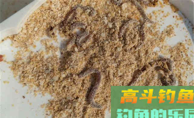 冬季钓鱼，打窝之前做这步，加速发窝