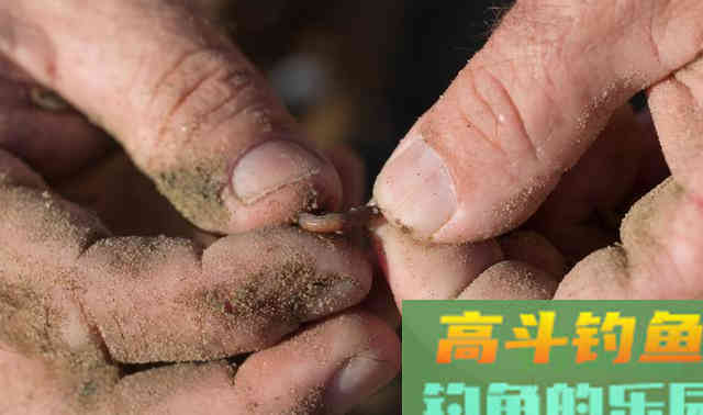 我是如何用蚯蚓钓鱼的