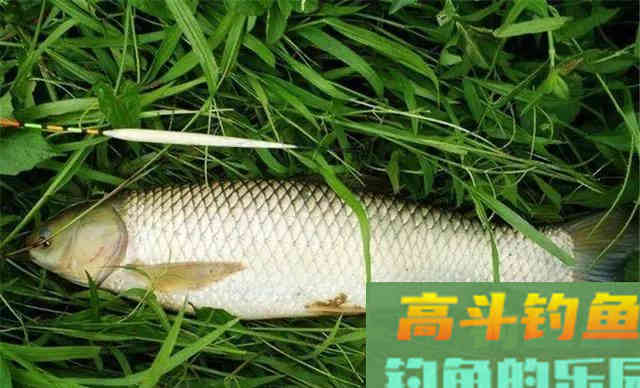 随处可见的天然钓饵被忽视，用好它们何愁草鱼钓不到