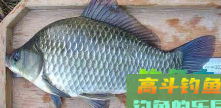 春钓鲫鱼的饵料，详细解读配方