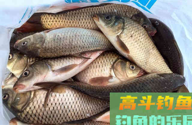 钓鱼小药可不是法宝！熟悉饵料本身特性才能行