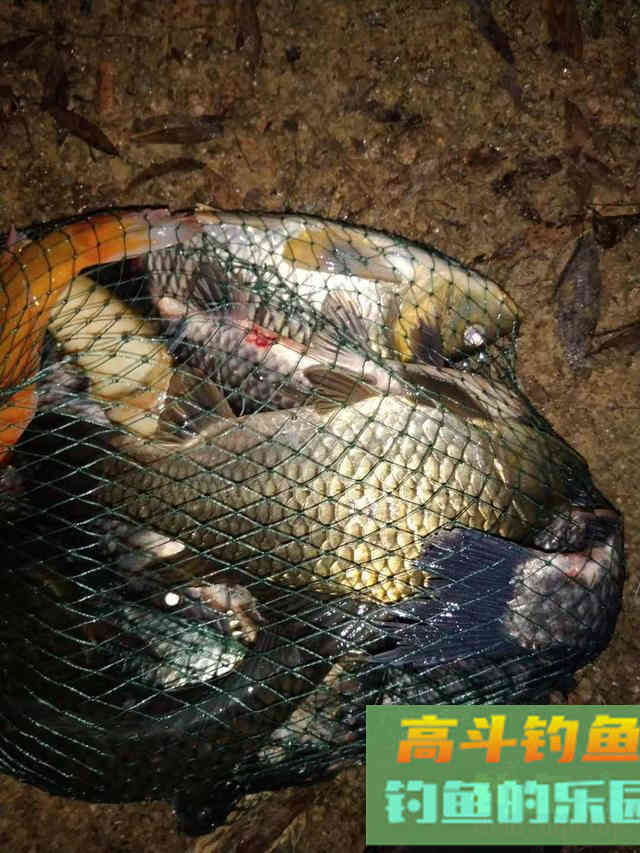 深秋钓大板鲫攻略，饵料自制的表现好，配方以及技巧分享