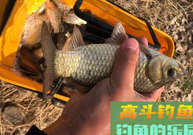 二十年的垂钓生涯三年的职业钓手，得出爆护的饵料离不开四个要素