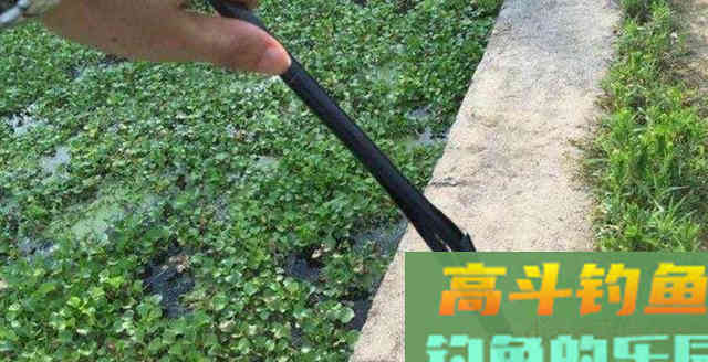 钓鱼新手提竿后，不中鱼，高手是怎么提竿呢