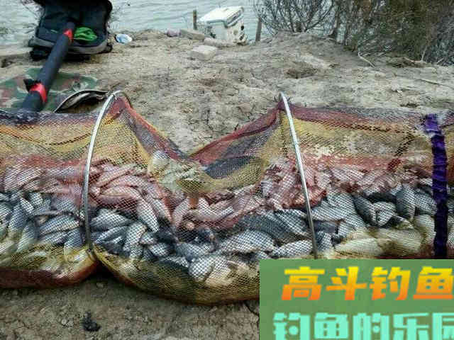做到这五个基本要求，新手也能配出来爆护的饵料