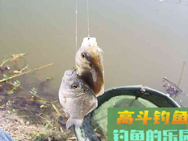 我用自配饵料，朋友用红虫蚯蚓！3小时渔获对比